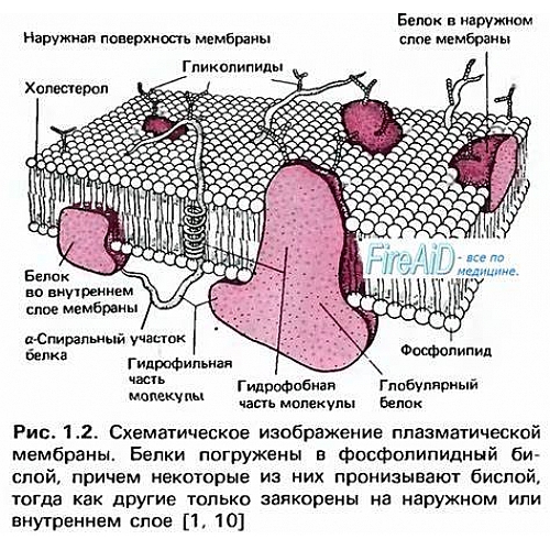 Жидкая кровельная мембрана – что стоит о ней знать?