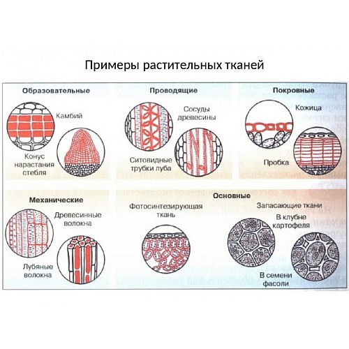 Растительные бордюры, советы по их созданию и подбору растений